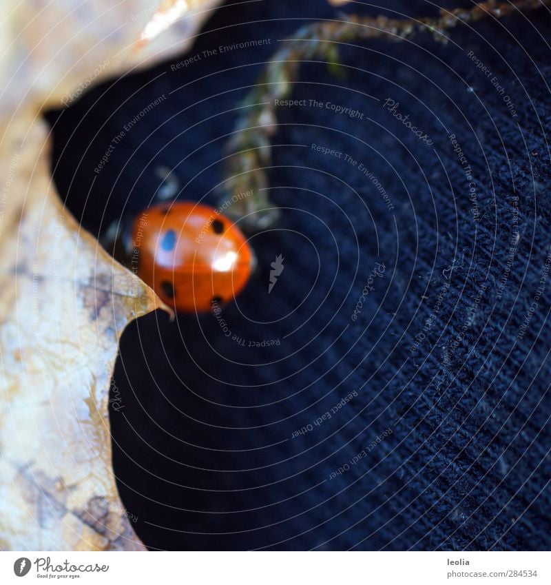 1,2,3,4,Eckstein Natur Pflanze Tier Herbst Schönes Wetter Blatt Wildtier Käfer klein nah natürlich braun rot schwarz Insekt Streifen Marienkäfer Punkt Farbfoto