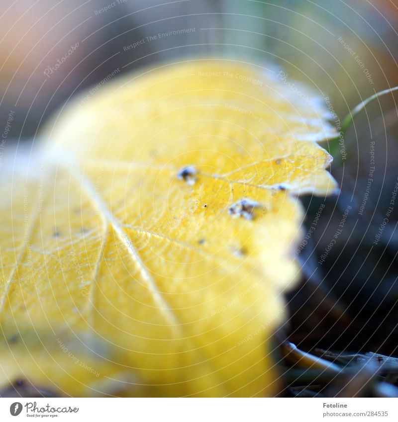 Jetzt flute ich euch mit Herbst! Umwelt Natur Pflanze Blatt hell natürlich gelb Birkenblätter Blattadern Farbfoto mehrfarbig Außenaufnahme Nahaufnahme