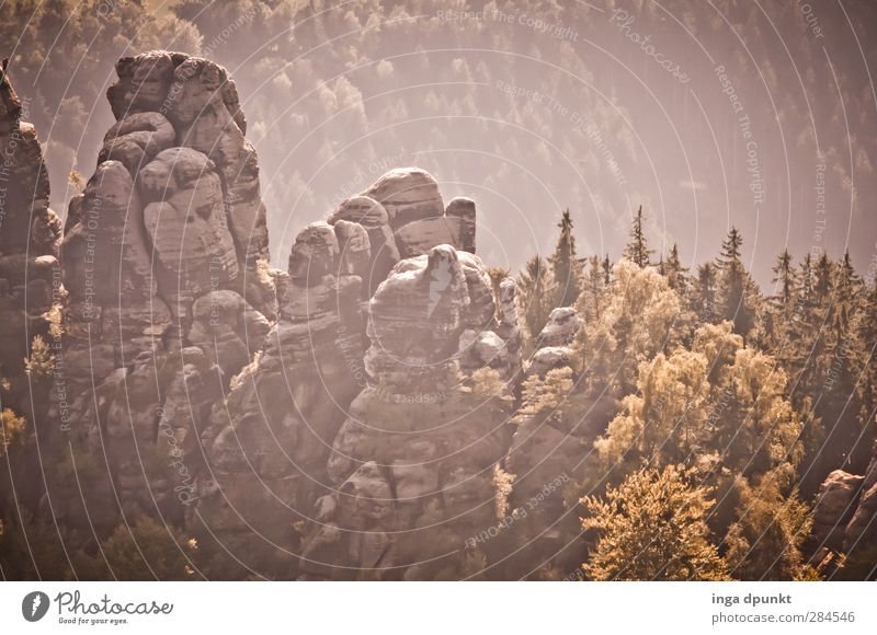 Felslandschaft Umwelt Natur Landschaft Pflanze Wald Felsen Berge u. Gebirge Gipfel Schlucht Sachsen Sächsische Schweiz Bad Schandau Bastei Gedeckte Farben