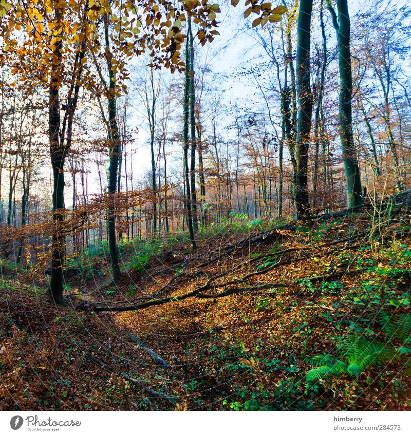 nur natur Zufriedenheit Sinnesorgane Erholung ruhig Meditation Duft Ferien & Urlaub & Reisen Tourismus Ausflug Abenteuer Freiheit Berge u. Gebirge wandern