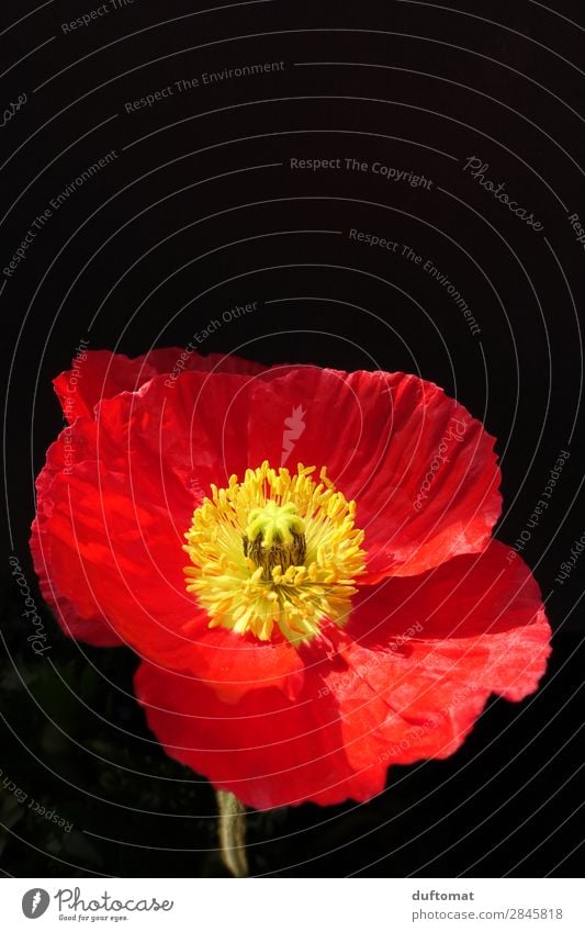 Mohn Dekoration & Verzierung Gartenpflanzen Umwelt Natur Pflanze Frühling Sommer Blume Blüte Park Wiese Feld Duft leuchten schaukeln Wachstum Freundlichkeit