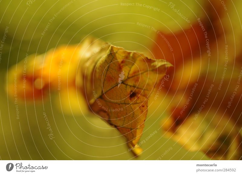 A Herbstblattl Pflanze Baum Blatt Grünpflanze Wildpflanze dünn authentisch einfach nah trocken gelb gold Vergänglichkeit Farbfoto mehrfarbig Außenaufnahme