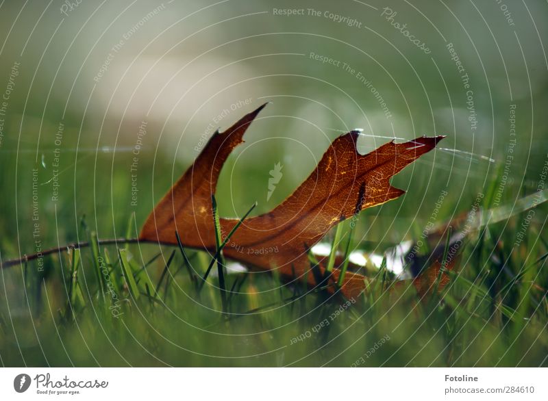 gefangen im HERBST Umwelt Natur Pflanze Herbst Blatt Park Wiese hell natürlich braun grün Spinngewebe Spinnennetz Eichenblatt Herbstlaub Farbfoto mehrfarbig