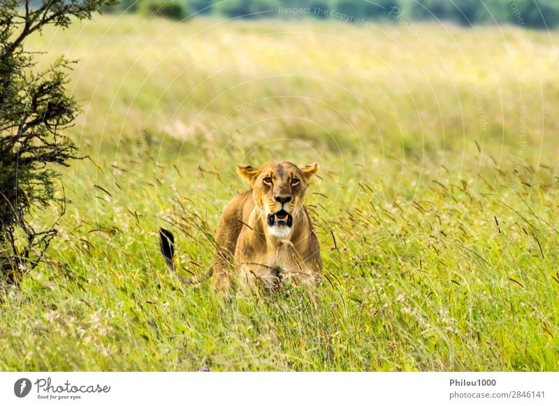 Löwin in der Savanne sitzend Gesicht Ferien & Urlaub & Reisen Frau Erwachsene Natur Tier Park Katze natürlich wild gelb gefährlich Nairobi Afrika Afrikanisch