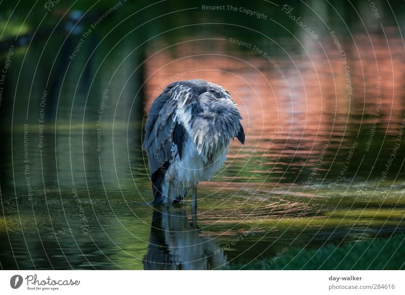 Mal etwas abhängen Wasser Sommer Schönes Wetter Wellen Tier Wildtier Vogel Zoo 1 schlafen grün rot Graureiher Feder Farbfoto mehrfarbig Außenaufnahme