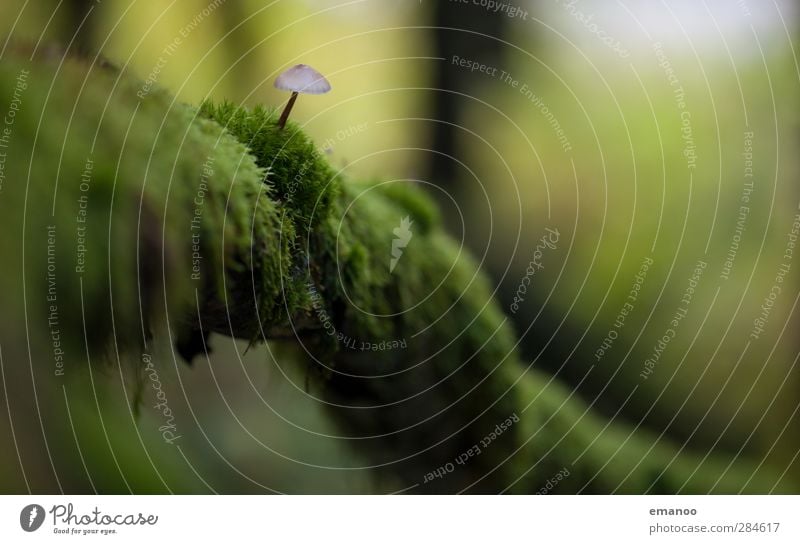 mushroom Umwelt Natur Landschaft Pflanze Herbst Moos Wald Urwald leuchten Wachstum dünn klein nass natürlich weich Einsamkeit Pilz Pilzhut Pilzsucher