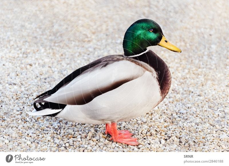 Wildente Natur Tier Vogel stehen wild plätschernde Ente Erpel Fauna Feder Geflügel Kies Streusand die Ente Hoggin männliche Ente Stockente Zugvogel