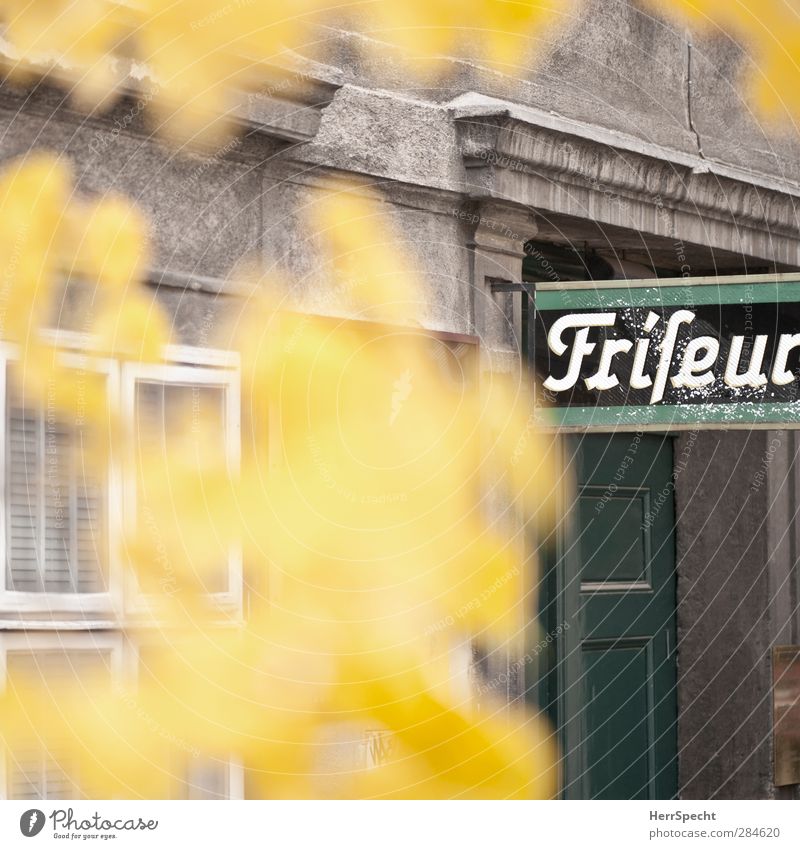 'nen Herbstschnitt, bitte... Baum Blatt Altstadt Menschenleer Haus Bauwerk Gebäude Fassade Fenster Tür Stein Schriftzeichen Schilder & Markierungen