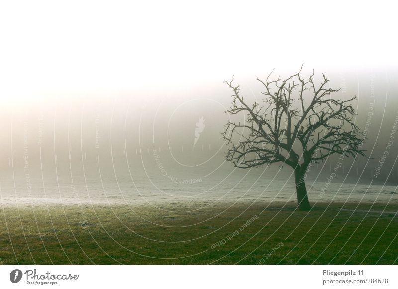 Kälte Umwelt Natur Landschaft Erde Sonnenlicht Herbst Winter Klima Wetter Nebel Eis Frost Pflanze Baum Gras Park Wiese außergewöhnlich Unendlichkeit gruselig