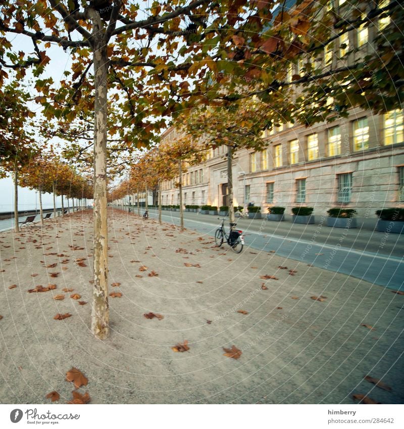 alone along Kunst Natur Landschaft Herbst Wetter Pflanze Baum Düsseldorf Stadt Hauptstadt Stadtzentrum Stadtrand Altstadt Menschenleer Haus Einfamilienhaus