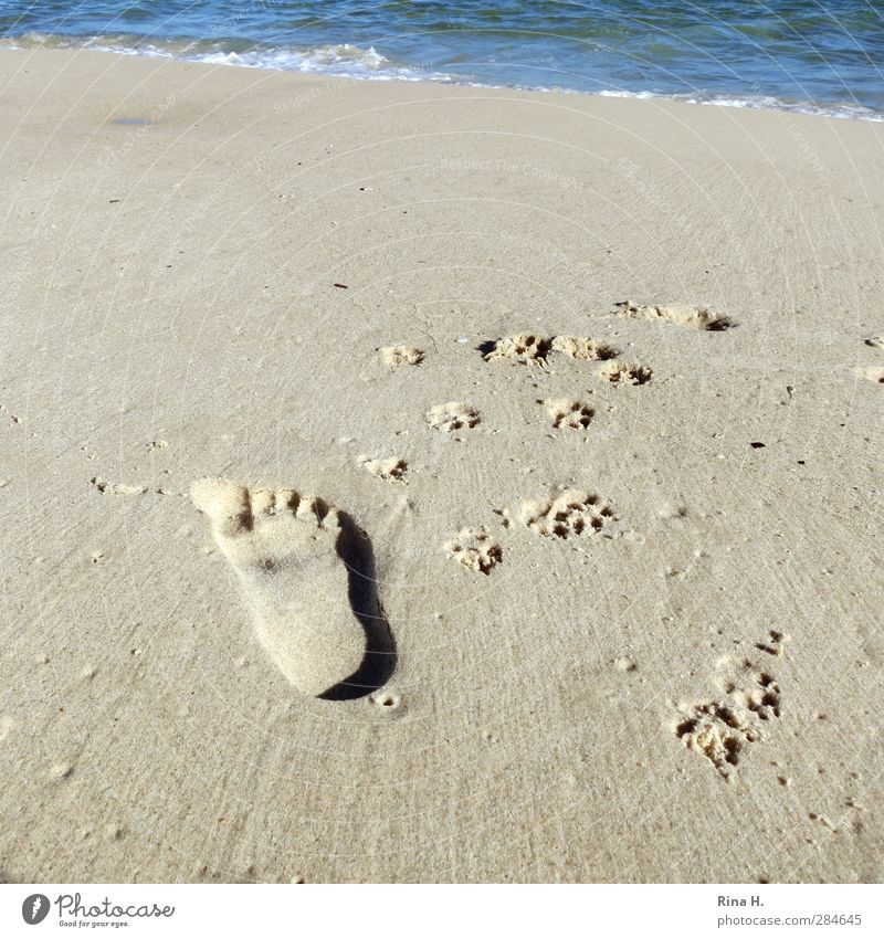 Ausserirdischer in Begleitung Sommerurlaub Strand Meer Erholung gehen Freizeit & Hobby Ferien & Urlaub & Reisen Spuren Fußspur dreidimensional Gedeckte Farben