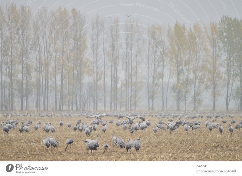 Kranichfeld Umwelt Natur Landschaft Tier Nebel Feld Wildtier Vogel Tiergruppe blau braun grau Schreitvögel Fressen viele Pappeln flattern Farbfoto Außenaufnahme