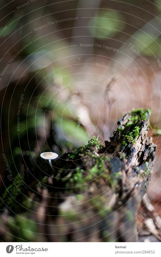 Klein und allein Umwelt Natur Pflanze Herbst Baum Moos Pilz Wald Wachstum klein braun grün einzeln bewachsen Baumstumpf Farbfoto Gedeckte Farben Außenaufnahme