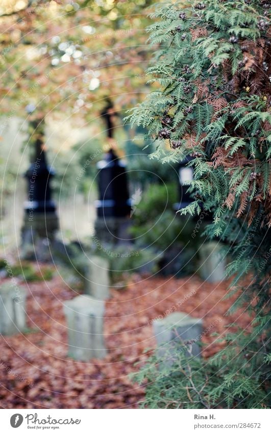 Gedenken II Herbst Baum dehydrieren Gefühle Religion & Glaube Schmerz Trauer Traurigkeit Vergänglichkeit verlieren Friedhof Grabstein Blatt Farbfoto