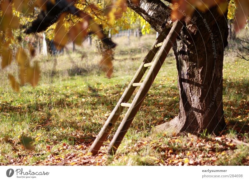 goldener Oktober Erntedankfest Halloween Leiter Natur Herbst Schönes Wetter Baum Gras Blatt Garten Wiese Feld Hochsitz Baumhaus alt groß Wärme braun gelb grün