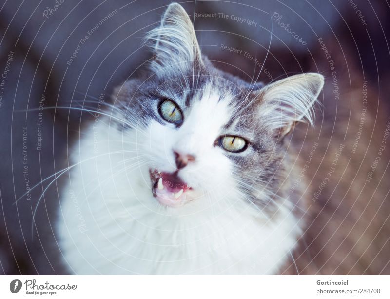 Nachruf Tier Haustier Katze Tiergesicht Fell 1 niedlich schön Miau langhaarig Türkisch Angora Katzenauge Schnurrhaar Katzenohr Landraubtier Gruß Begrüßung