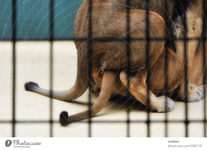 affaire publique Lion Tier Zoo 2 blau braun Frühlingsgefühle "Begehren," coitus Schwanz Haftstrafe Zeuge Farbfoto Innenaufnahme Detailaufnahme Menschenleer Tag