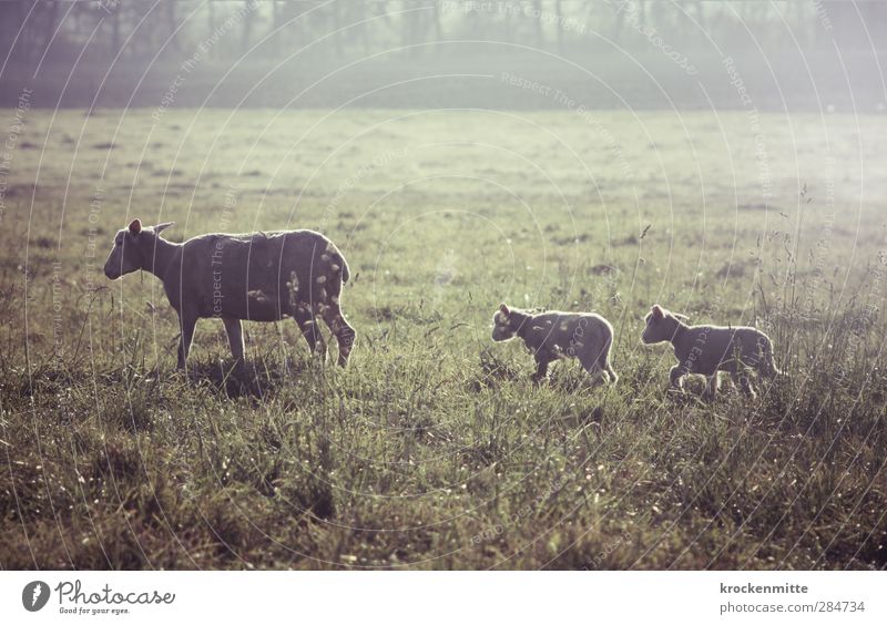 ins Trockene bringen Natur Landschaft Gras Tier Nutztier Fell Schaf Lamm 3 Tiergruppe Tierjunges Tierfamilie gehen Zusammensein grün Glück Geborgenheit