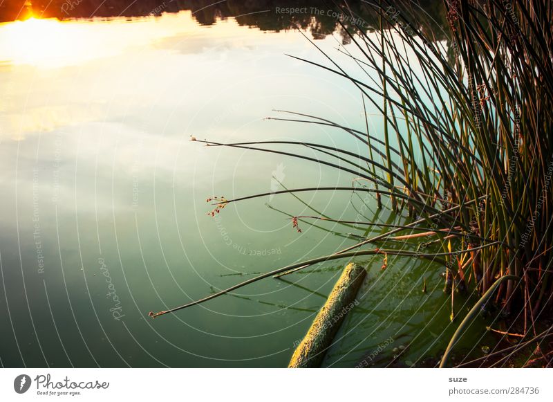 Tagesspiegel harmonisch ruhig Meditation Umwelt Natur Landschaft Urelemente Wasser Horizont Sommer Schönes Wetter Gras Wiese Seeufer authentisch dunkel