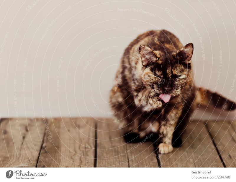 Schleck Tier Haustier Tiergesicht Fell Pfote 1 lecker lutschen Katzenzunge schildpatt Europäisch Kurzhaar Holztisch Katzenwäsche Farbfoto Innenaufnahme