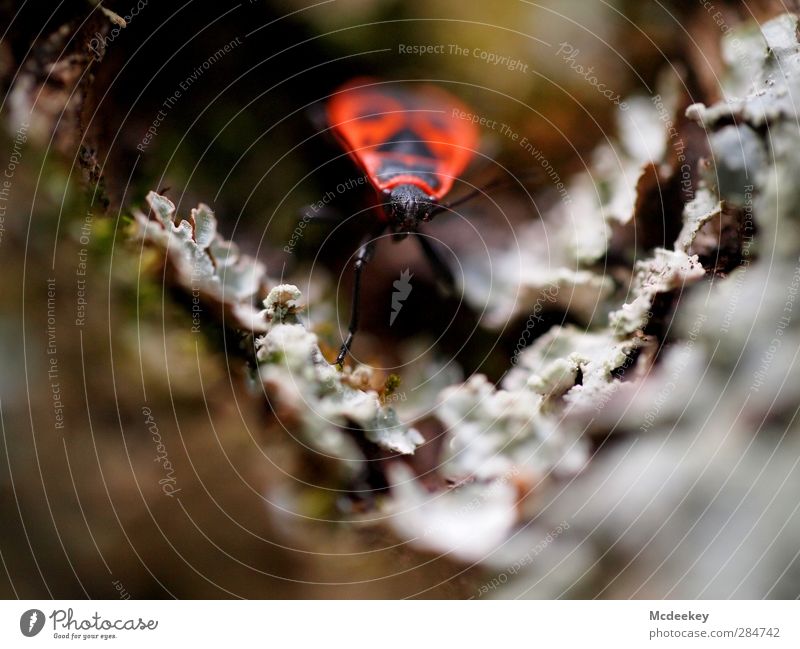 Gekrabbelt wird natürlich 2 Umwelt Natur Pflanze Herbst Baum Moos Park Tier Wildtier Käfer 1 authentisch braun mehrfarbig gelb grau grün orange rosa rot schwarz