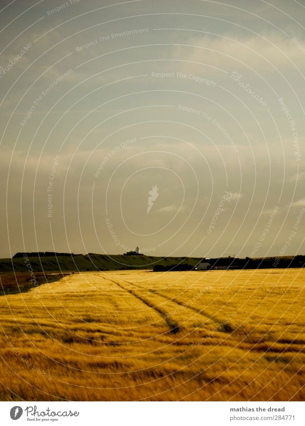 GETREIDE Umwelt Natur Landschaft Himmel Wolken Horizont Sommer Schönes Wetter Pflanze Nutzpflanze Feld Küste schön Getreidefeld Ferne Traktorspur Wind goldgelb