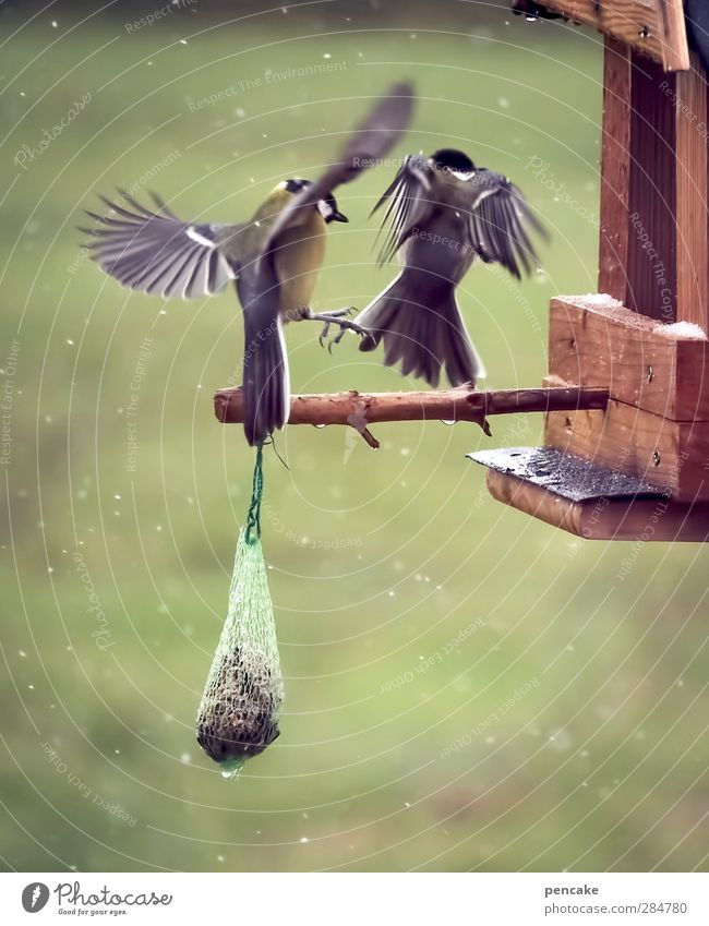 knödlhändl Tier Winter Wetter Schneefall Wildtier Vogel Meisen Kohlmeise 2 Willensstärke Mut Tierliebe Zukunftsangst gefräßig Wut Aggression Futterhäuschen