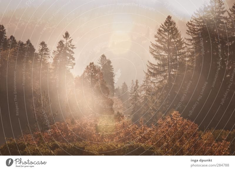 Waldlichtung Umwelt Natur Landschaft Pflanze Herbst Schönes Wetter Baum rumänien Siebenbürgen Abenteuer Tourismus Licht Außenaufnahme Menschenleer Tag Schatten