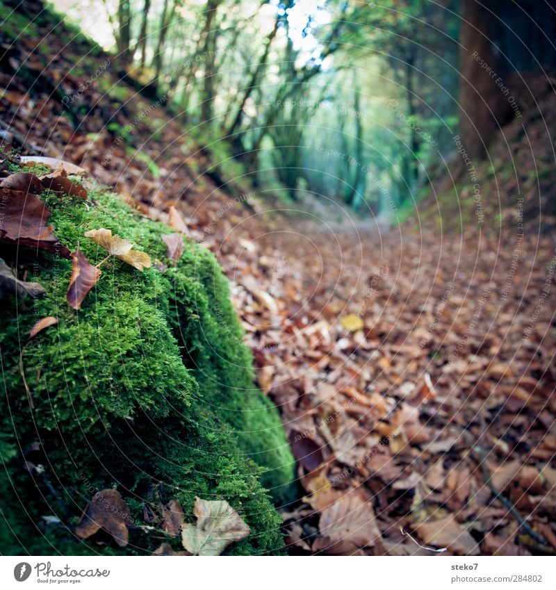 wegmarkierung Natur Herbst Blatt Wald braun grün Vergänglichkeit Wandel & Veränderung Wege & Pfade Fußweg Moos Farbfoto Außenaufnahme Nahaufnahme Menschenleer