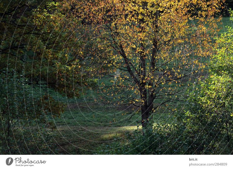 die letzten Strahlen... Umwelt Natur Landschaft Pflanze Sonnenlicht Herbst Klima Schönes Wetter Baum Blüte Grünpflanze Nutzpflanze Wildpflanze Garten Park Wald