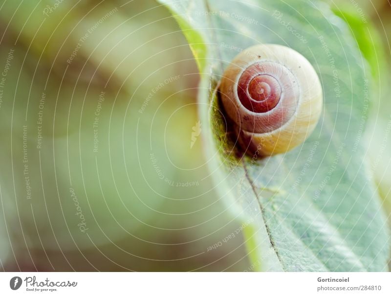 Perfektion Umwelt Natur Herbst Pflanze Blatt Tier Schnecke 1 rund Schneckenhaus Spirale Farbfoto Außenaufnahme Textfreiraum links Textfreiraum unten