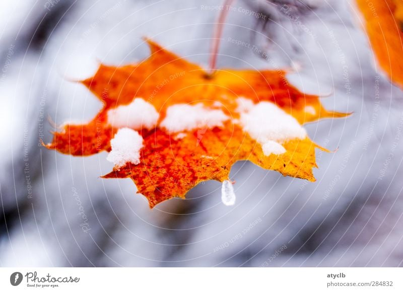 Letzter Herbstgruß / Last autumn greeting Pflanze Eis Frost Schnee Blatt Park Wald frieren braun grau orange rot Coolness Frozen Winter Snow Cold Autumn