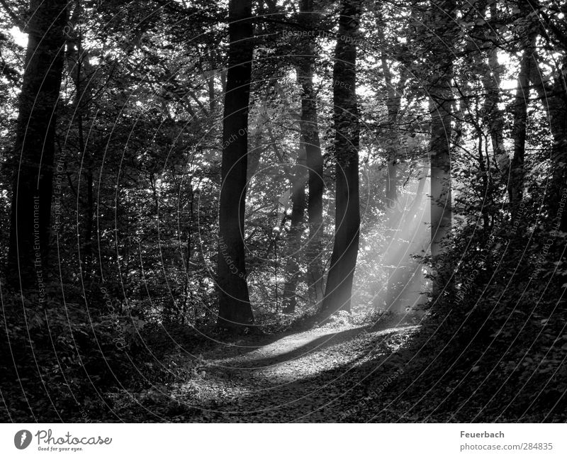 Wen hat Scotty eben weggebeamt? Jagd Ausflug wandern Joggen Landwirtschaft Forstwirtschaft Landschaft Pflanze Herbst Schönes Wetter Baum Sträucher Park Wald