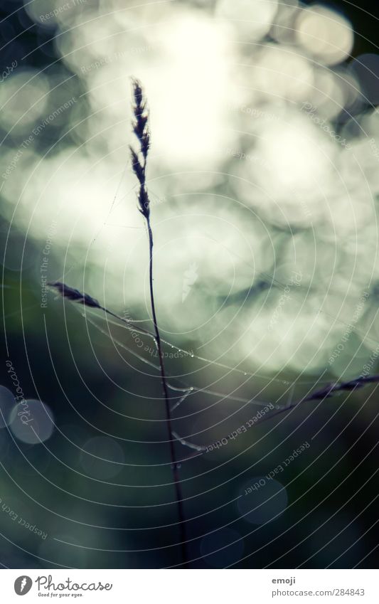 natural Umwelt Natur Pflanze Gras Sträucher nass natürlich grün Unschärfe Farbfoto Gedeckte Farben Außenaufnahme Nahaufnahme Detailaufnahme Makroaufnahme