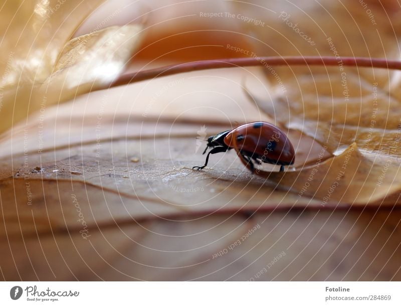 Schnell noch ein Kostüm besorgen! Umwelt Natur Pflanze Tier Urelemente Wasser Wassertropfen Herbst Blatt Wildtier Käfer 1 klein nah natürlich gelb rot schwarz