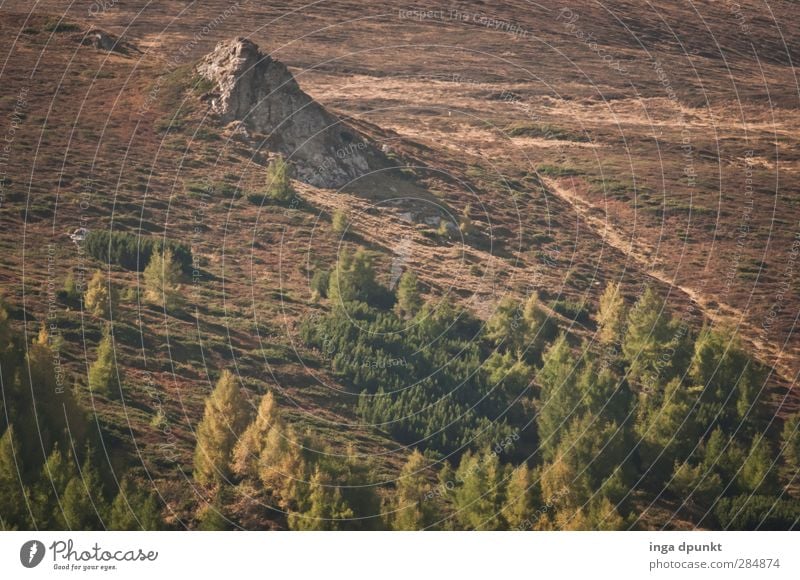 Waldgrenze Umwelt Natur Landschaft Pflanze Herbst Schönes Wetter Felsen Berge u. Gebirge Karpaten Siebenbürgen Rumänien Abenteuer Umweltschutz Hochgebirge