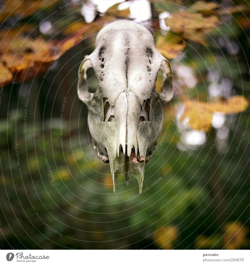 Samhuinn Skulptur Kultur Jugendkultur Urelemente Herbst Wald Wildtier Totes Tier Zeichen Identität Rätsel Vergänglichkeit Wandel & Veränderung Halloween Kelten