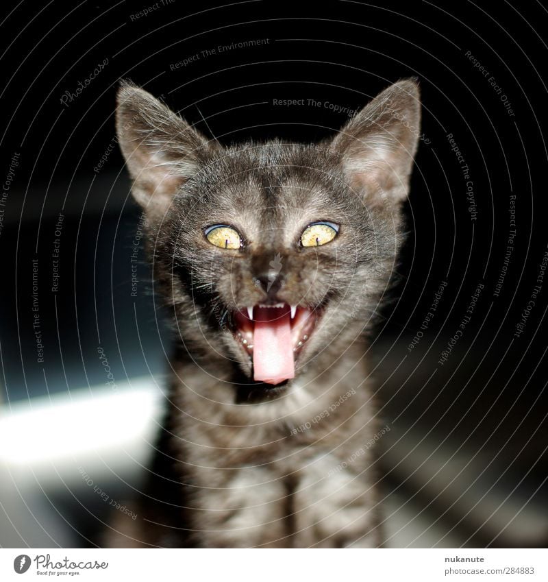 Frech-Katz Halloween Haustier Katze Tiergesicht Katzenbaby Katzenzunge 1 Tierjunges lachen Coolness frech gruselig braun grau schwarz skurril Farbfoto