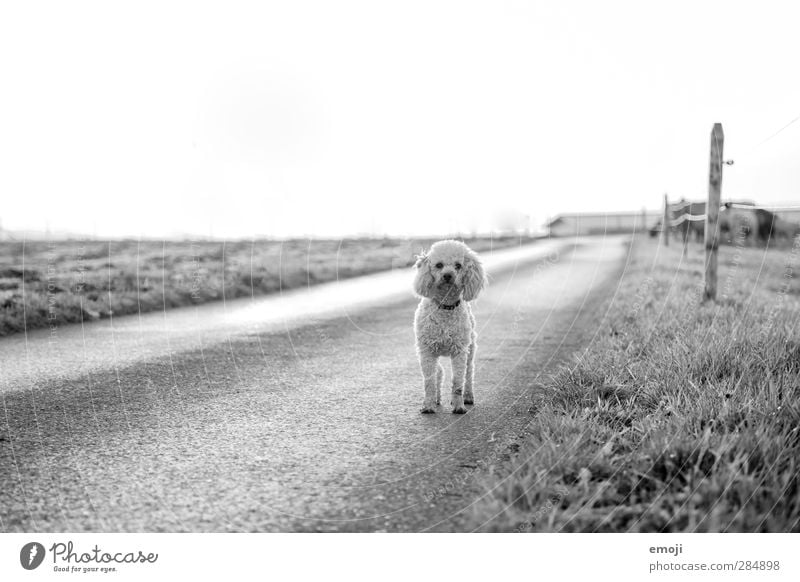 on the road Umwelt Natur Landschaft Himmel Wiese Feld Tier Haustier Hund 1 natürlich Neugier Straße Wege & Pfade malteser Schwarzweißfoto Außenaufnahme