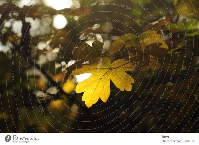 Bevor der Tag sich neigt Natur Pflanze Herbst Blatt Wald schön ruhig Ruhe Blattadern herbstlich Stimmung durchscheinend zart Farbfoto Außenaufnahme Menschenleer