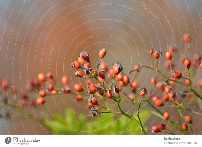 Rosenfrüchte Frucht Hagebutten Pflanze Herbst Sträucher Blatt Nutzpflanze Wildpflanze Garten leuchten Gesundheit klein viele wild grün rot ästhetisch Farbe