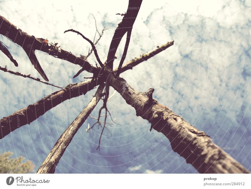 Spiritueller Schutzbunker Umwelt Natur Luft Himmel Wolken Schönes Wetter Pflanze Baum Lebensfreude Tipi Gestell Spiritualität Baumstamm Ast Konstruktion Mitte