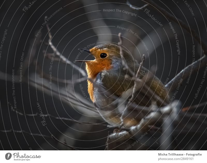 Singendes Rotkehlchen in der Abendsonne Natur Tier Sonnenlicht Schönes Wetter Baum Wildtier Vogel Tiergesicht Flügel Krallen Schnabel Feder Auge 1 Kommunizieren