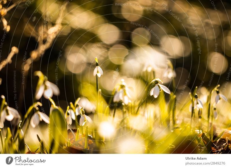 Frühling Wellness Spa Garten Dekoration & Verzierung Tapete Feste & Feiern Muttertag Ostern Trauerfeier Beerdigung Natur Pflanze Blume Gras Blüte