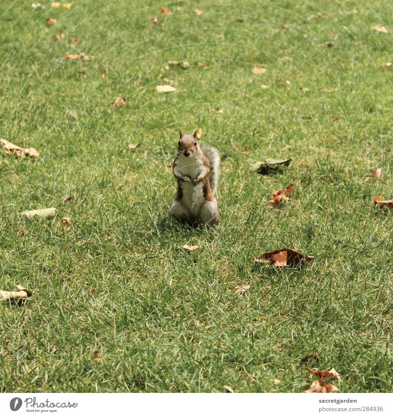 Weißt DU, wo meine [700] Nüsse versteckt sind??? Umwelt Natur Herbst Schönes Wetter Garten Park Wildtier Eichhörnchen 1 Tier frech niedlich braun grün Mitte