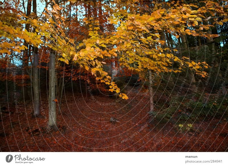 Herbstwald Natur Landschaft Baum Blatt Herbstlaub herbstlich Herbstfärbung Herbstbeginn Herbstwetter Herbstlandschaft Wald authentisch natürlich gold Idylle