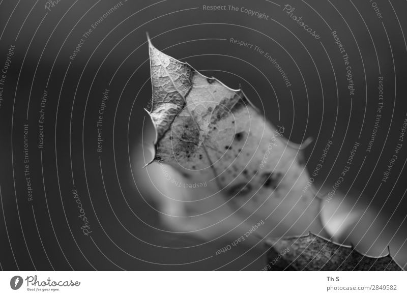 Blatt Natur Pflanze Herbst Winter verblüht ästhetisch authentisch einfach elegant natürlich grau schwarz weiß Gelassenheit geduldig ruhig einzigartig Stil