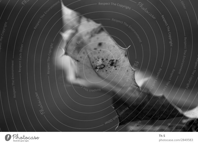 Blatt Natur Pflanze Herbst Winter verblüht ästhetisch authentisch einfach elegant natürlich grau schwarz weiß Gelassenheit geduldig ruhig einzigartig