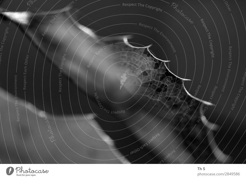 Blatt Natur Pflanze Herbst Winter Wald verblüht ästhetisch authentisch einfach elegant natürlich Spitze grau schwarz weiß Gelassenheit geduldig ruhig