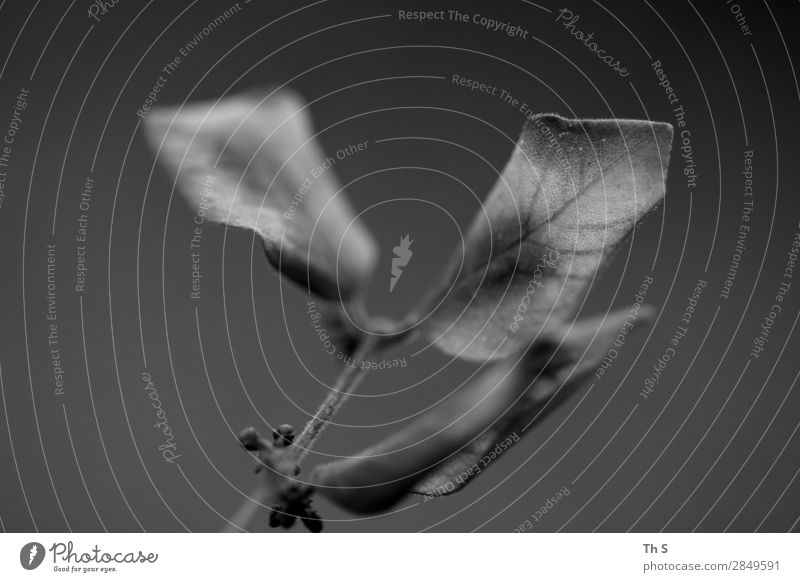 Blatt Natur Pflanze Herbst Winter verblüht ästhetisch authentisch einfach elegant natürlich schön grau schwarz Gelassenheit geduldig ruhig einzigartig